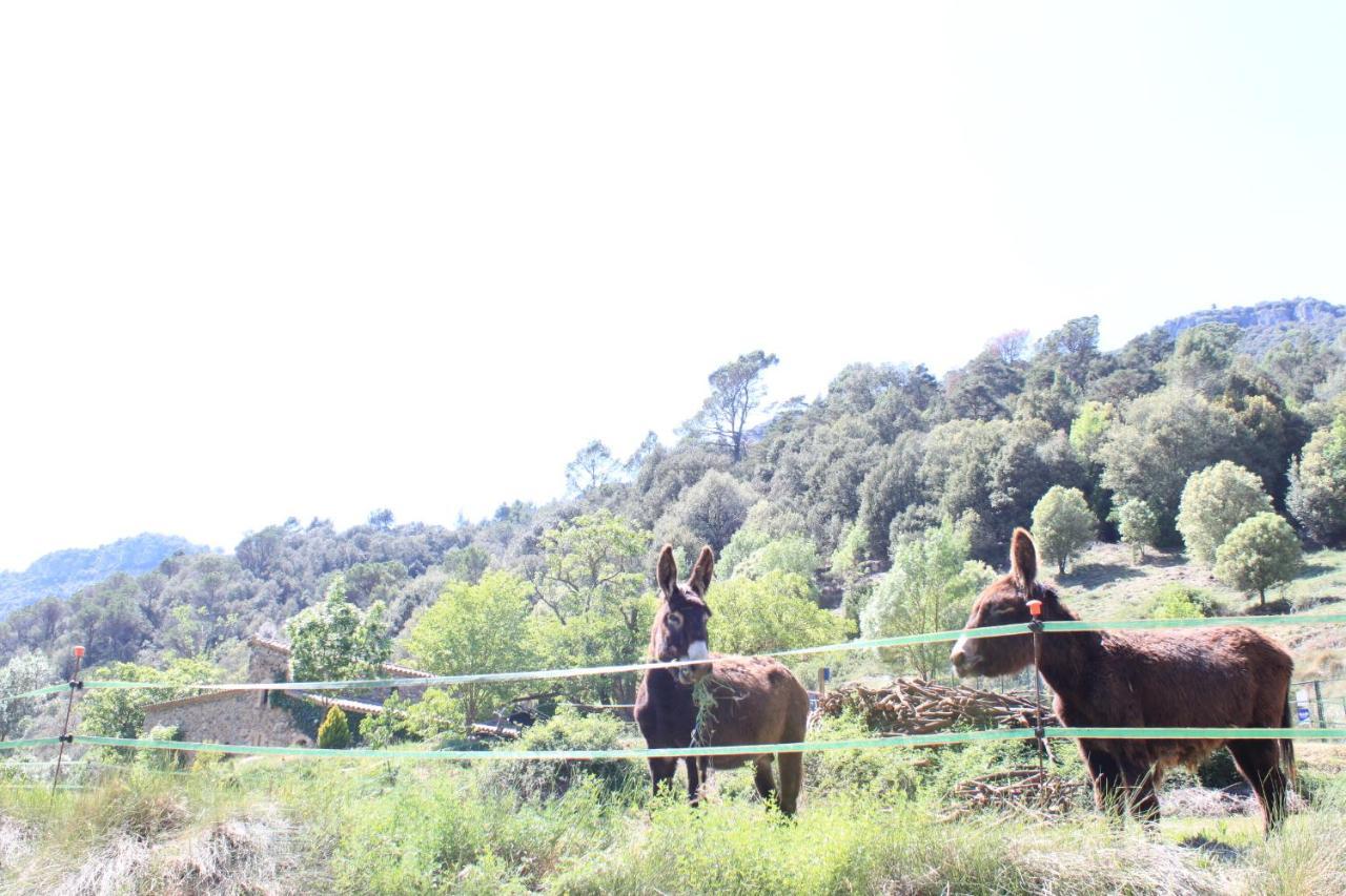 Bed And Breakfast Casanova De Sant Miquel Aiguafreda Εξωτερικό φωτογραφία